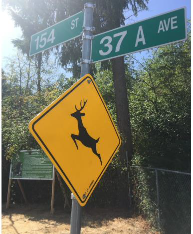 Deer Crossing